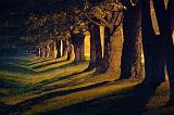 Tree Shadows_20762-4